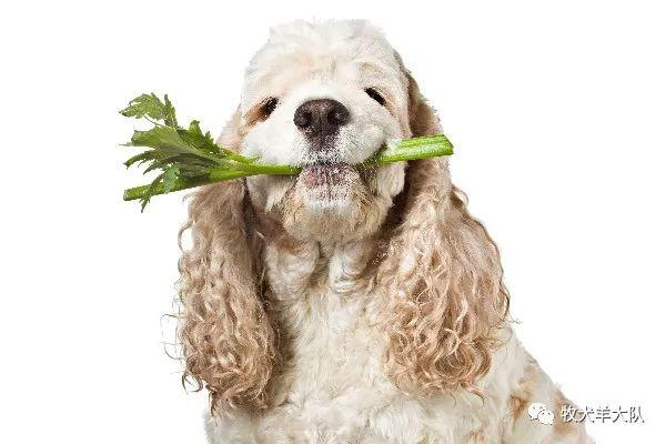 对狗狗好的蔬菜,对狗狗好的蔬菜和水果都有哪些,狗子可以吃芹菜吗？