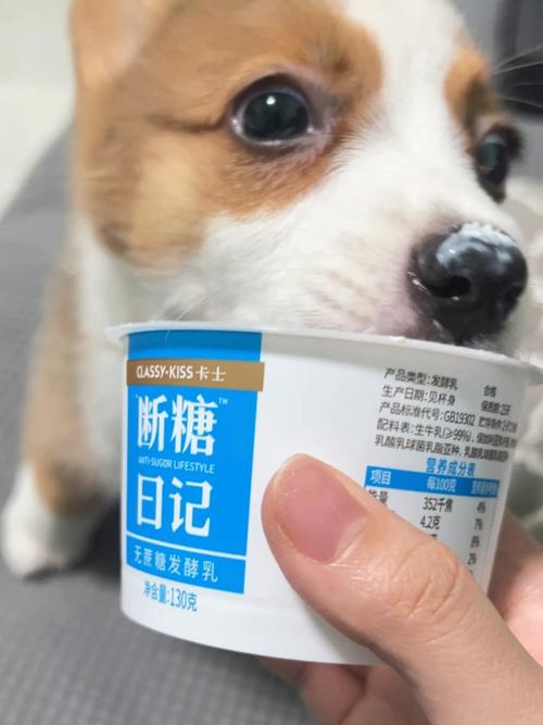 狗狗可以喝蛋白粉吗,狗狗可以喝蛋白粉吗,狗狗可以喝金狗脊汤吗？