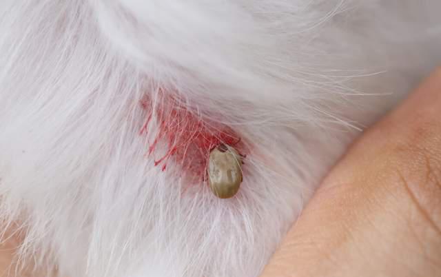 狗狗有寄生虫,狗狗有寄生虫的症状,狗身上有虫子？