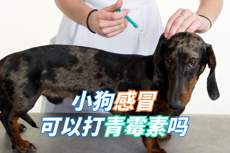 狗狗可以打青霉素吗,狗狗可以打青霉素吗,狗可以打青链霉素和青霉素么？