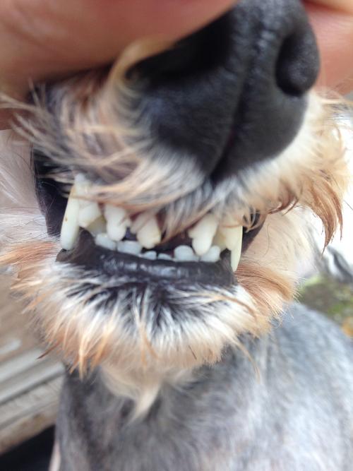 狗狗几岁开始掉牙,狗狗几岁开始掉牙齿,雪纳瑞正常情况下几岁掉牙？