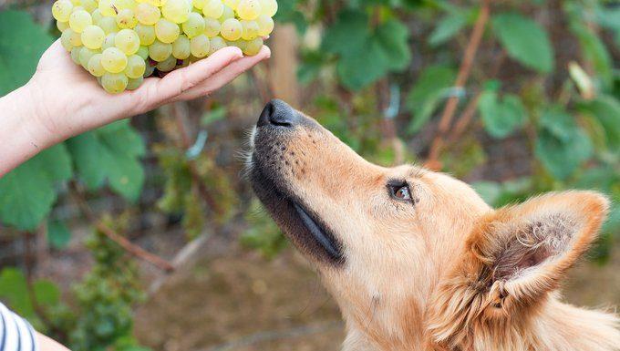 狗狗误吃葡萄怎么办,狗狗吃了1～2颗葡萄怎么办,狗吃了葡萄怎么挽救？