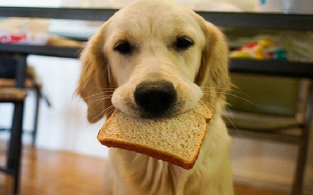 狗狗能不能吃面包,狗狗能不能吃面包虫干,狗狗可不可以吃面包或者饼干哈?另外狗不能吃？