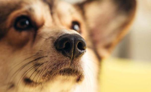 狗狗打喷嚏流鼻血,狗狗打喷嚏流鼻血是什么原因,狗狗打喷嚏一直鼻子喷气流鼻水怎么办？