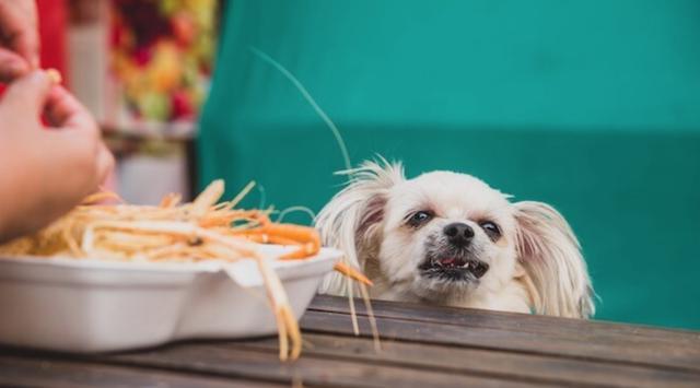 狗狗能吃虾头吗,狗狗能吃虾头吗熟的,边牧能不能吃虾头？