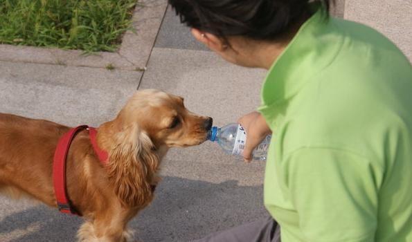 狗狗可以喝矿泉水吗,狗狗可以喝矿泉水吗?,小狗可以喝矿泉水吗？