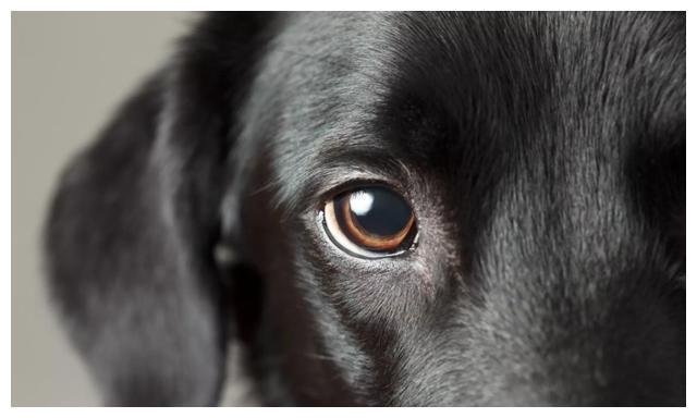 狗狗眼中的颜色,狗狗眼中的颜色是什么样的,为什么狗狗的眼睛只能看到黑白两色？