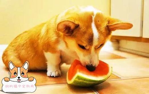 夏天给狗狗吃什么解暑,夏天给狗狗吃什么解暑最好,七个月狗狗能吃西瓜皮吗？