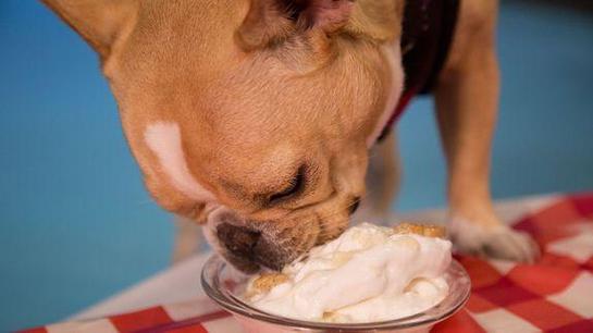 狗狗吃了奶油会怎么样,狗狗吃了奶油会怎么样吗,两个月的狗能吃奶油吗？