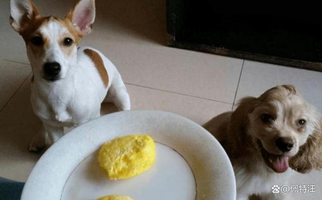 狗狗吃蛋白还是蛋黄,狗狗吃蛋白还是蛋黄好,狗狗吃蛋黄有什么好？