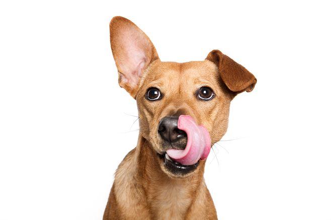 狗狗总舔鼻子怎么回事,狗狗总舔鼻子怎么回事啊,狗狗用舌头添鼻子正常吗？