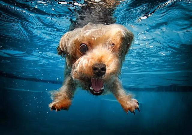 狗狗喝海水会怎么样,狗狗喝海水会怎么样吗,泰迪会游泳吗？
