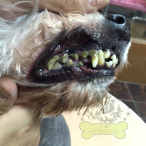 狗狗牙结石严重怎么办,狗狗牙结石严重怎么办牙齿松动,怎么去除狗狗牙结石？