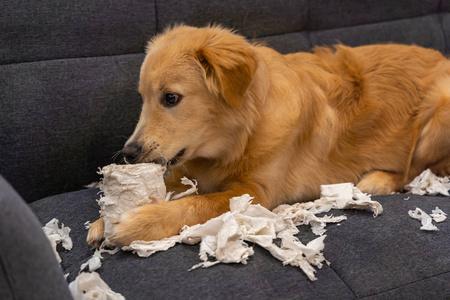 狗狗为什么喜欢吃纸,狗狗为什么喜欢吃纸巾,为什么金毛爱吃卫生纸呢？