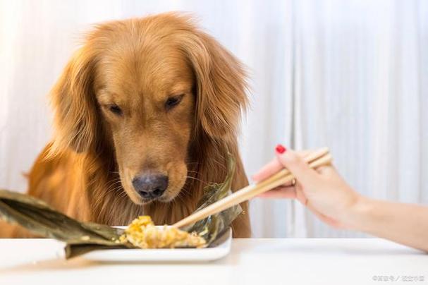 狗狗能吃大米饭吗,狗狗能吃大米饭吗为什么,宠物狗吃米饭和菜行吗？