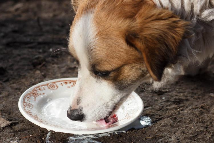 狗狗拉稀能喝水吗,狗狗拉稀能喝水吗怎么喂,小狗拉肚子能吃稀饭吗？