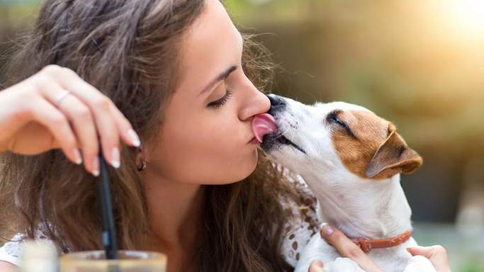 狗狗爱舔人是什么意思,狗狗喜欢舔人是什么意思,为什么小狗喜欢舔人的鼻子和嘴？