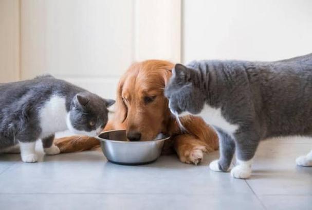 狗狗吃猫粮会怎么样,狗吃了一袋猫粮没事吧,狗为什么不能吃猫粮？