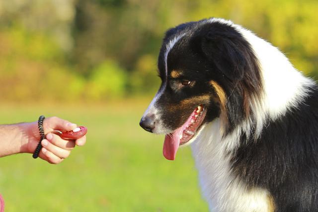 怎么训练狗狗叫一声,怎么训练狗狗叫一声视频,响片一声两声训练的区别？