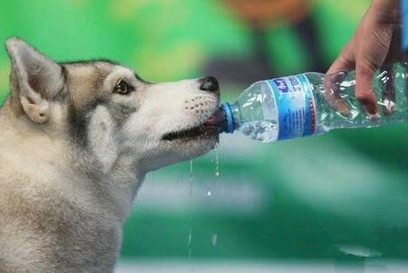 狗狗喝白糖水有什么用,狗狗喝白糖水有什么用处,狗喝黄糖水有什么好处？