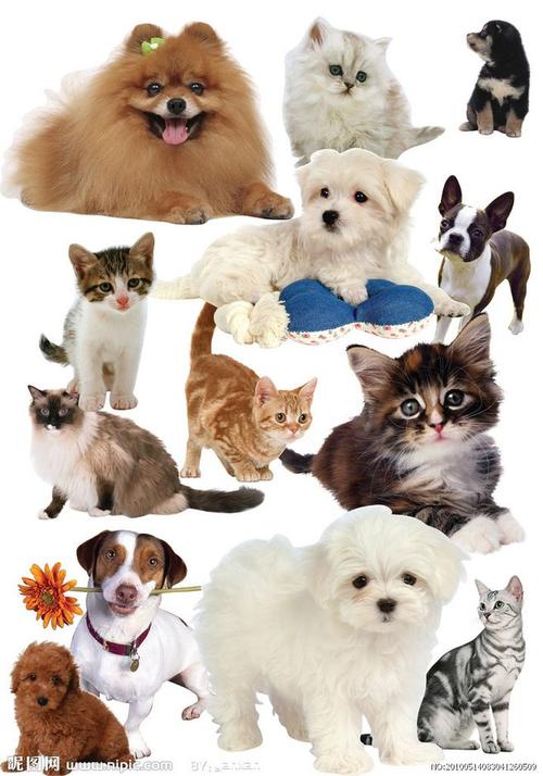 所有品种狗狗图片大全,所有品种狗狗图片大全及名称,狗和猫的品种有哪些？