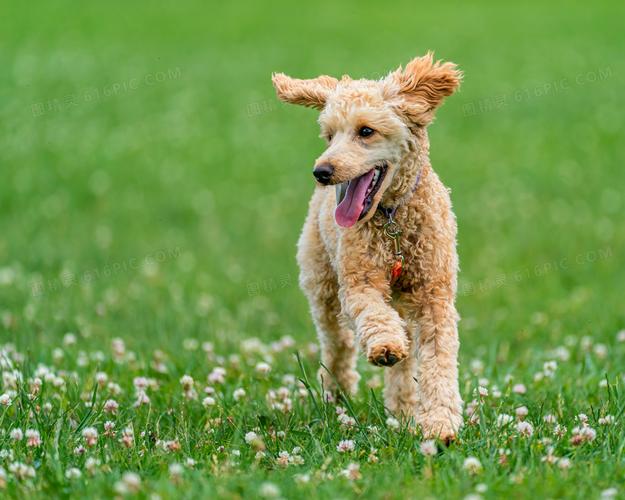 奔跑的狗狗,奔跑的狗狗图片,哪种狗狗的奔跑能力和耐力好？