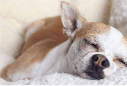 狗狗打呼噜是什么原因,狗狗打呼噜是什么原因及治疗,狗狗晚上睡觉打呼噜很吵怎么办？