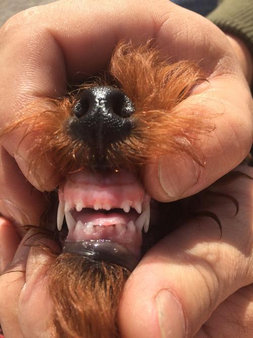 狗狗牙齿年龄图解,泰迪狗狗牙齿年龄图解,法斗幼犬1-3个月牙齿变化？