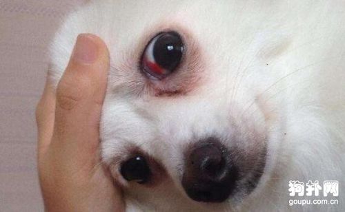 狗狗得了红眼病怎么办,狗狗得了红眼病怎么办能治好吗,狗狗得了结膜炎怎么办？