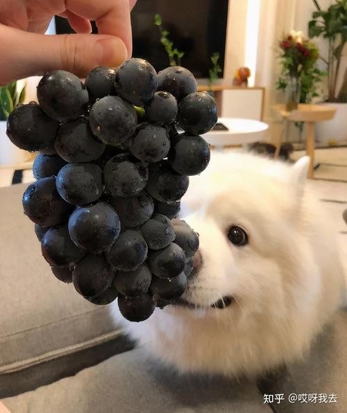 狗狗不小心吃了葡萄怎么办,狗不小心吃了一粒葡萄没事吧,我家的狗狗刚刚偷吃了一个葡萄，不会有事吧？