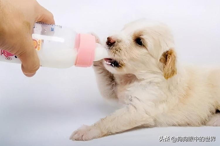 狗狗可以喝人奶吗,狗狗可以喝人奶吗?,中华田园犬可以喝纯牛奶吗？