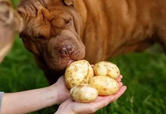 狗狗吃土豆好不好,狗狗吃土豆好不好会长胖吗,狗狗能吃土豆泥吗？