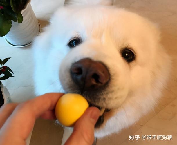 狗狗多大可以吃蛋黄,狗狗多大可以吃蛋黄和苹果,幼犬能吃蛋黄吗？