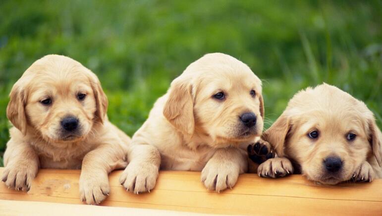 狗狗几个月算一岁,狗狗几个月算一岁啊,狗狗19岁相当于人类多大？