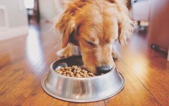 狗狗一直不吃狗粮怎么办,狗狗一直不吃狗粮怎么办呢,狗狗不吃狗粮怎么办才能让它吃？