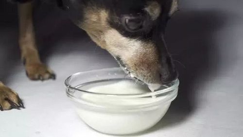 狗狗可以喝白糖水吗,狗狗可以喝白糖水吗,小狗可以喝糖水吗？