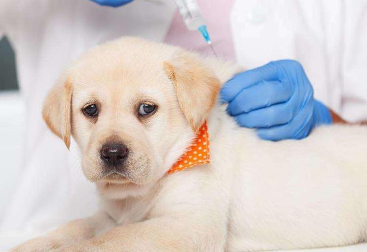 刚出生的狗狗什么时候打疫苗,刚出生的狗狗什么时候打疫苗多少钱,刚出生的小狗要过多长时间才可以打针?都打什么针？