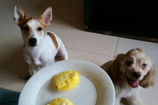 狗狗能吃蒸鸡蛋吗,狗狗能吃蒸鸡蛋吗怎么蒸,泰迪能吃蒸鸡蛋么？