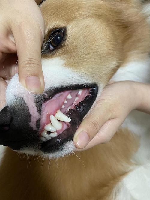 狗狗牙齿断了怎么办,狗狗牙齿断了怎么办图片,狗狗的牙齿磕断了、还能长出来了么？