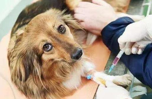 狗狗感冒可以打疫苗吗,狗狗感冒可以打疫苗吗 狗狗感冒不可以打疫苗,狗狗感冒刚好可以打疫苗吗？