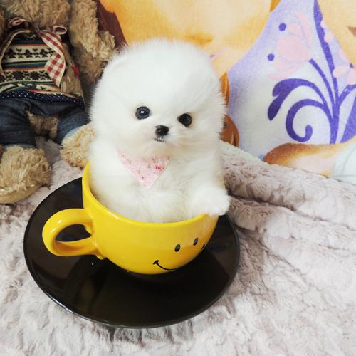 茶杯犬哪里有卖,茶杯犬哪里有卖的多少钱,我想买一只茶杯犬，不知道要多少钱？还有哪里有卖？
