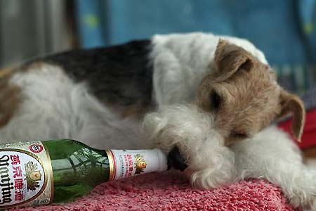 狗狗可以喝啤酒吗,狗狗可以喝啤酒吗为什么,长期给狗喝啤酒，对狗好吗？