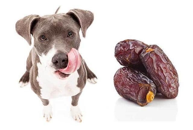 狗狗可以吃枣子吗,狗狗能吃枣吗?,狗狗吃红枣好不好？