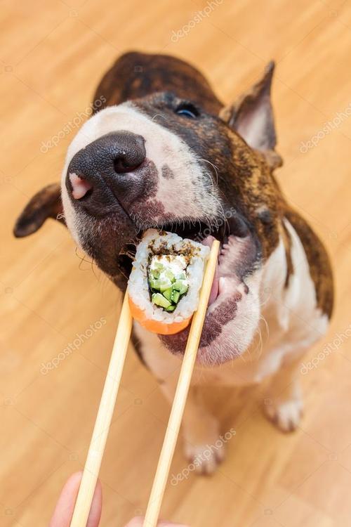 狗狗可以吃寿司吗,狗狗可以吃寿司吗?,狗狗可以吃寿司吗