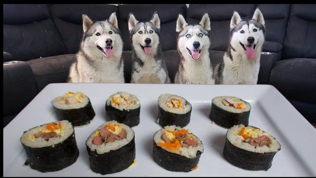 狗狗可以吃寿司吗,狗狗可以吃寿司吗?,蜡笔小新回转寿司恐怖哪一集？