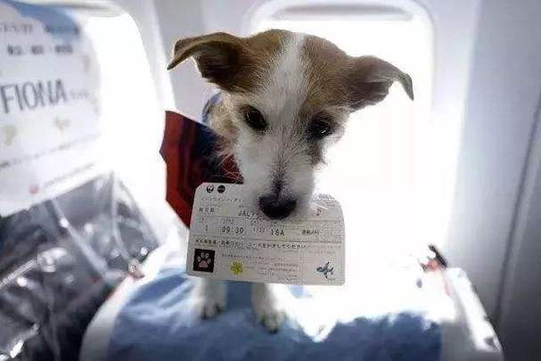 狗狗打飞机,,狗狗可不可以空运?需要哪些手续及必要条件呢?请详细说名下？