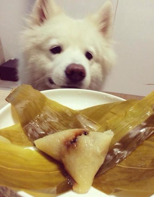狗狗可以吃粽子吗,狗狗可以吃粽子吗为什么,狗狗不能吃什么能吃包子吗?甜的？