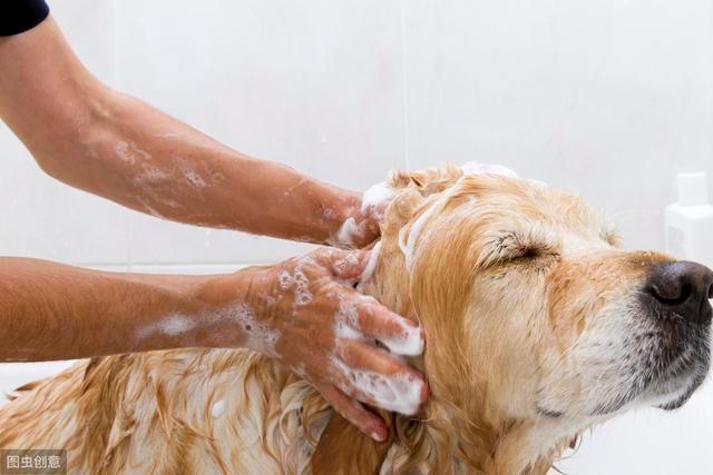 狗狗生病能洗澡吗,狗狗生病能洗澡吗为什么,狗的脓皮症可以洗澡吗？