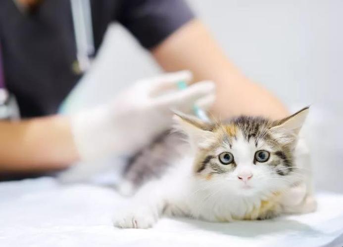 猫多久打针,刚出生的小猫多久打针,求助：猫咪要多大开始打疫苗针，一年打几次？