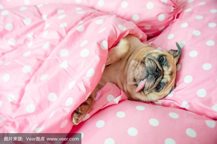狗狗睡觉需要盖被子吗,狗狗睡觉需要盖被子吗室内20度,巴哥犬睡觉需要盖被子吗？